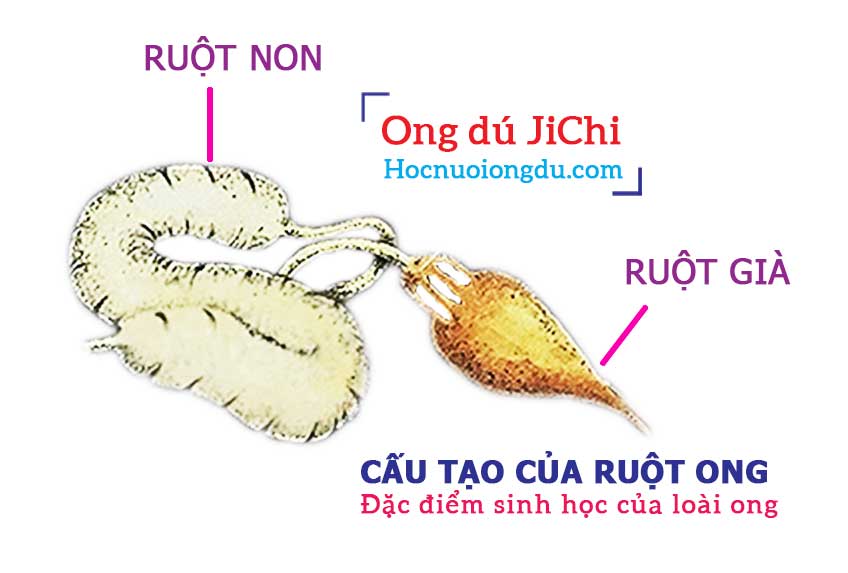 Tìm hiểu về loài ong cấu tạo của ruột