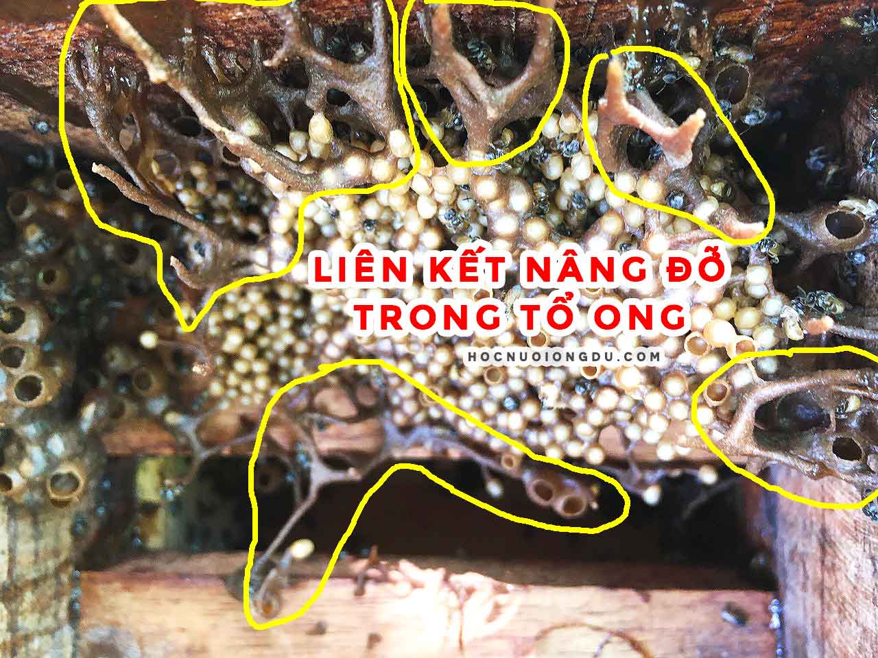 cấu trúc nâng đỡ trong ổ ong dú