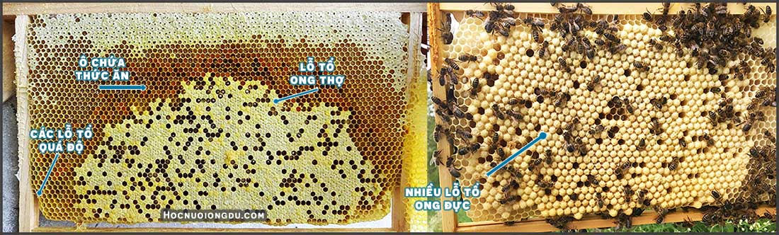 cấu tạo tổ ong mật, nơi chứa mật ong, phấn hoa, trứng và ấu trùng ong