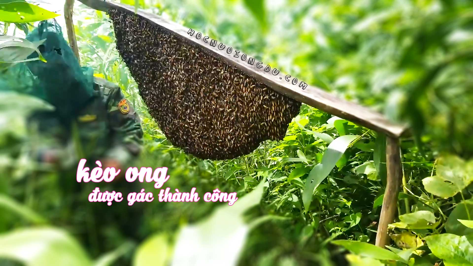 cây kèo ong, nghề gác kèo ong là gì?