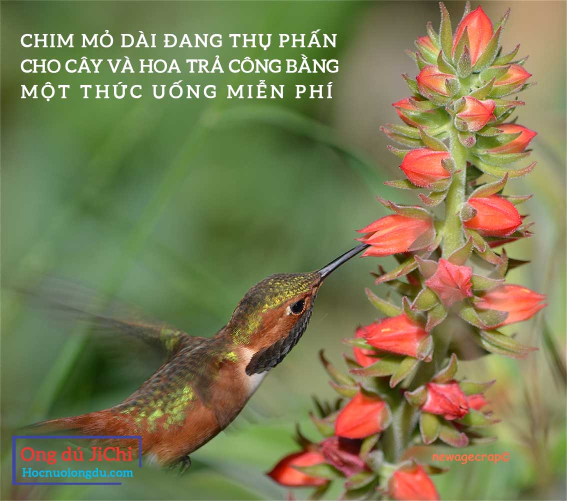 Chim mỏ dài đang thụ phấn chéo cho một bông hoa, giao phấn