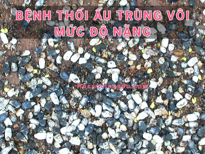 chữa bệnh thối ấu trùng ong mật, bệnh thối ấu trùng vôi