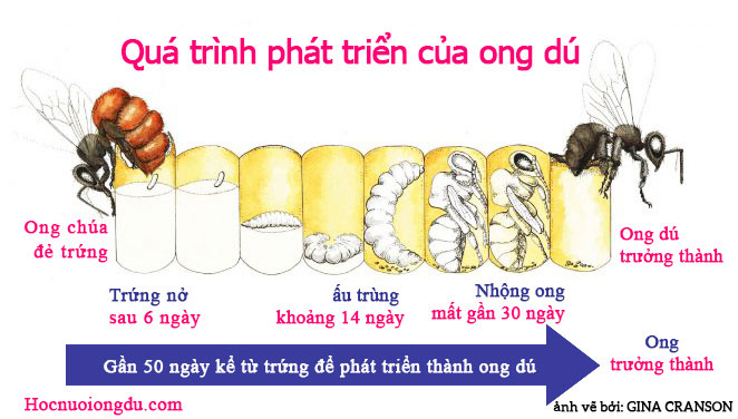 sơ đồ quá trình phát triển của ong dú từ trứng đến ong trưởng thành