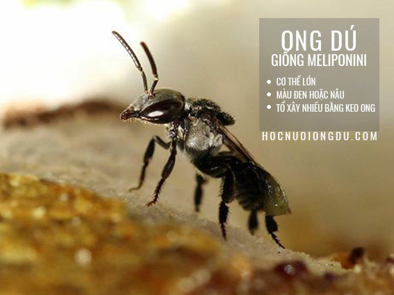 Con ong dú giống Meliponini, địa điểm mua ong giống