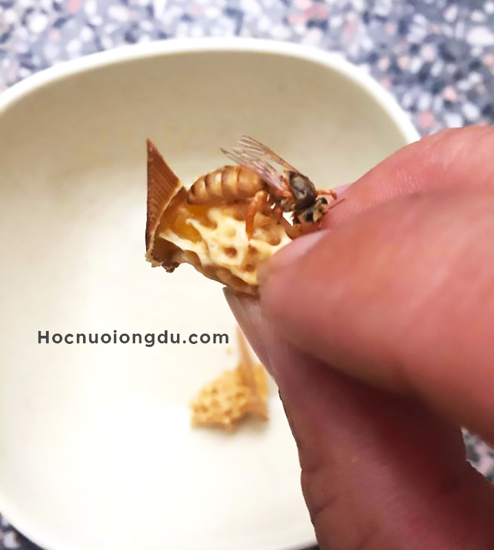kỹ thuật tạo ong chúa, cách di trùng ong chúa