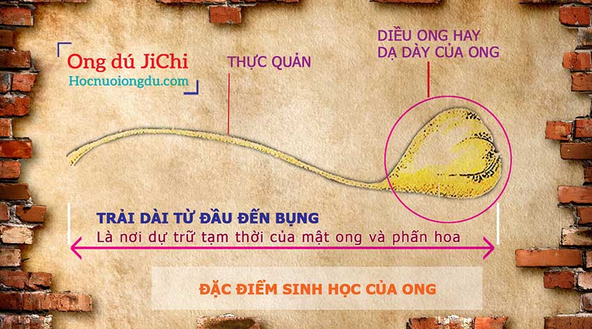 diều hay dạ dày cấu tạo của loài ong