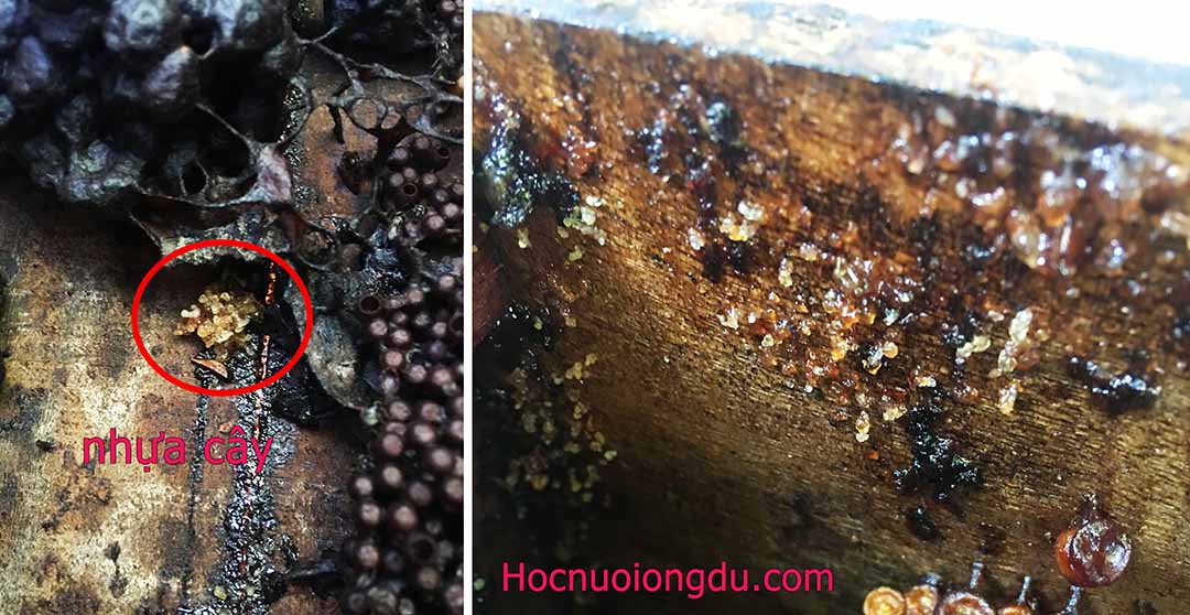ong thợ dự trữ nhựa cây trong tổ ong dú