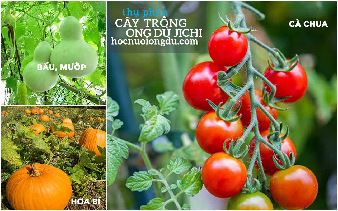 giải pháp thụ phấn cho hoa cà chua, bầu bí bằng ong dú