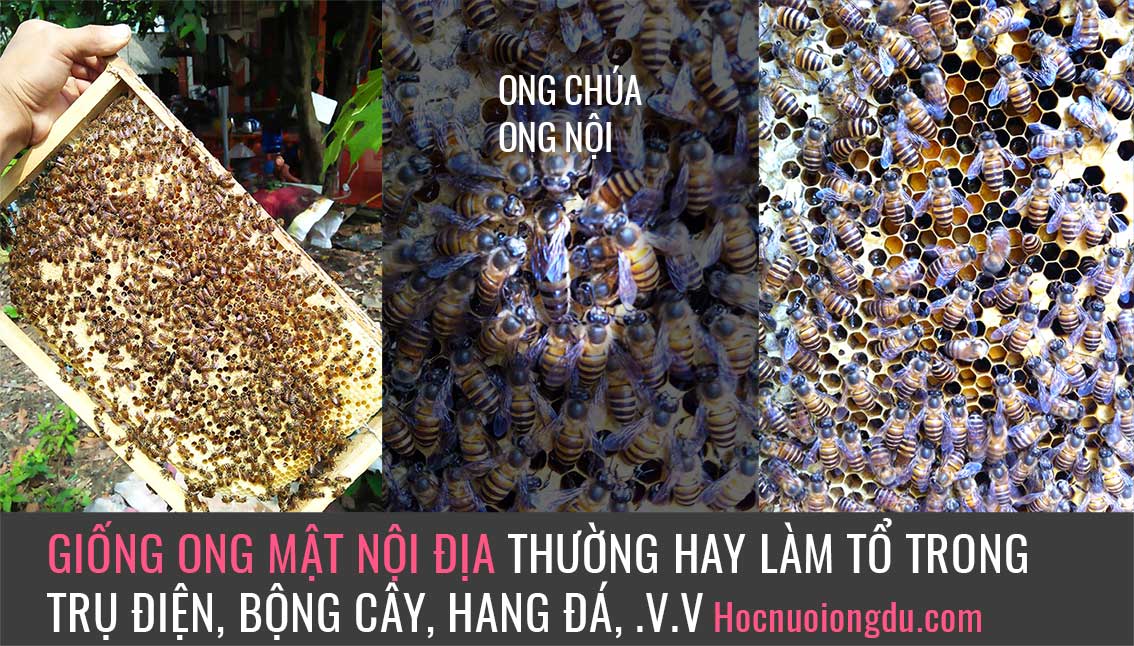 Giống ong mật nội địa, bán ong giống ở Hà Nội