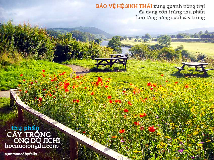 Bảo vệ hệ sinh thái và đa dạng côn trùng thụ phấn làm tăng năng suất cây trồng