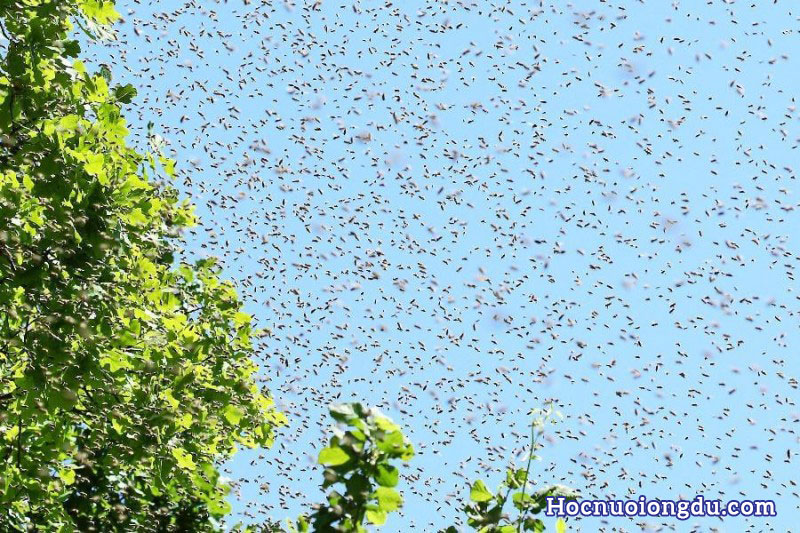 hiện tượng ong chia đàn trong trại nuôi ong
