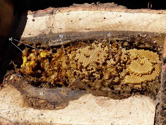 Hình chụp tổ ong dú làm trong bộng của một khúc cây