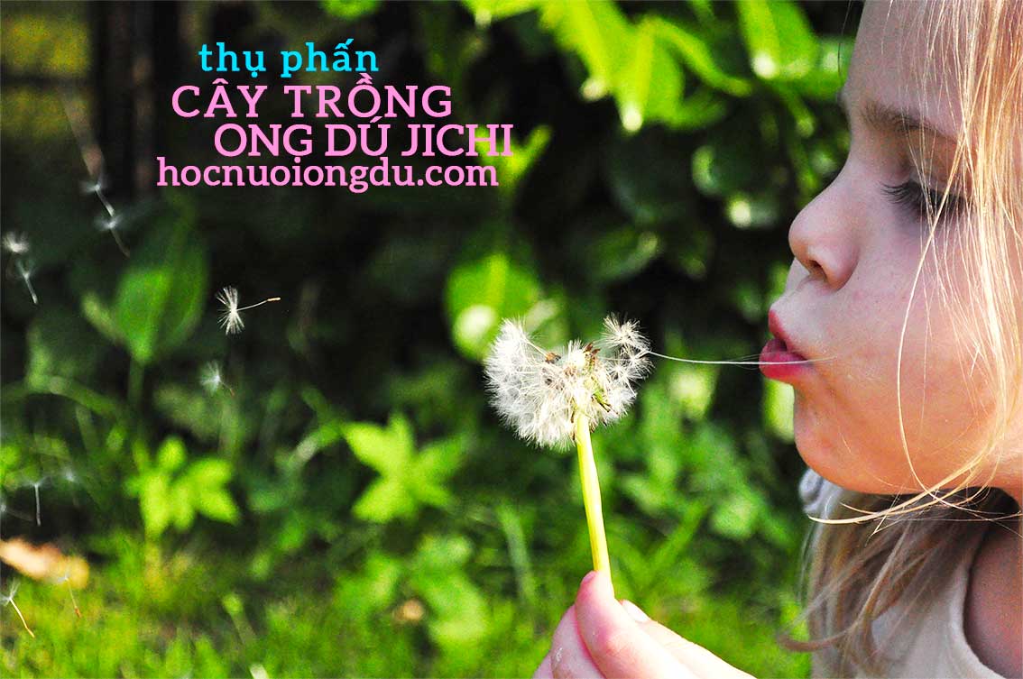 Hoa bồ công anh thụ phấn nhờ gió