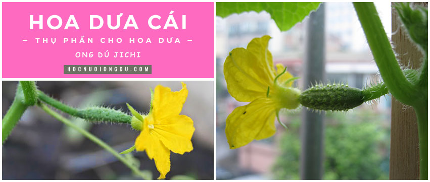 Hoa dưa cái