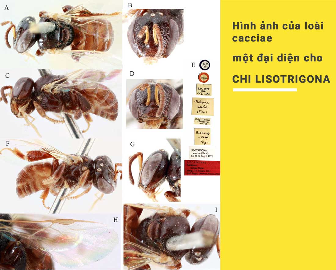 hướng dẫn cách nuôi ong với các loài trong chi lisotrigona