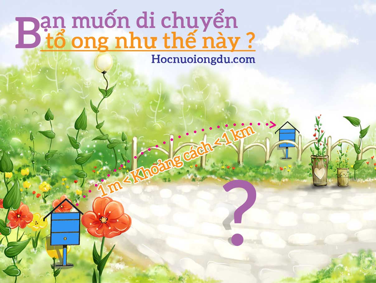 Khoảng cách đặt hai tổ ong thích hợp, nuôi ong