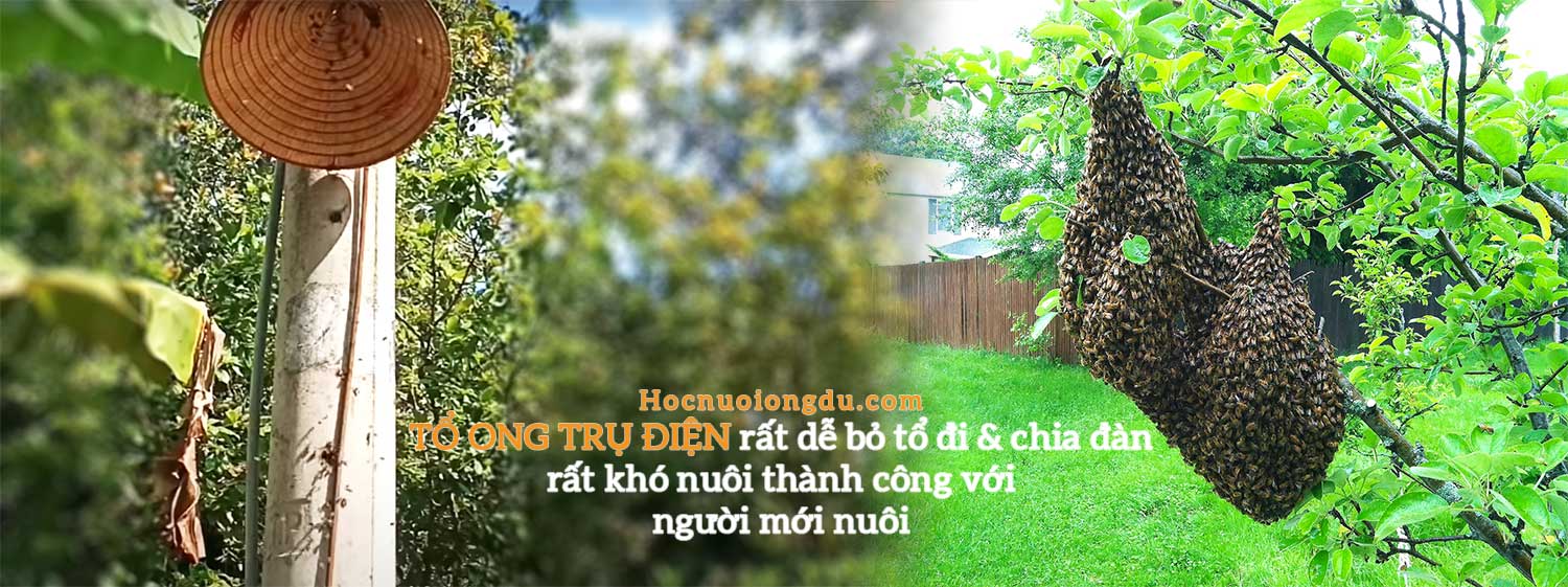 kinh nghiệm bắt ong cột điện, kỹ thuật bắt ong mật