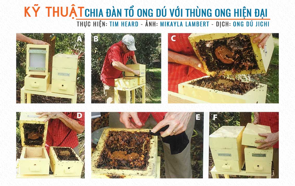 kỹ thuật nuôi ong, cách chia đàn ong