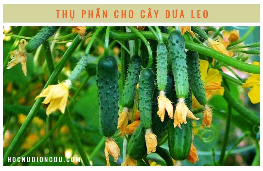 Làm sao để cho dưa leo đậu quả