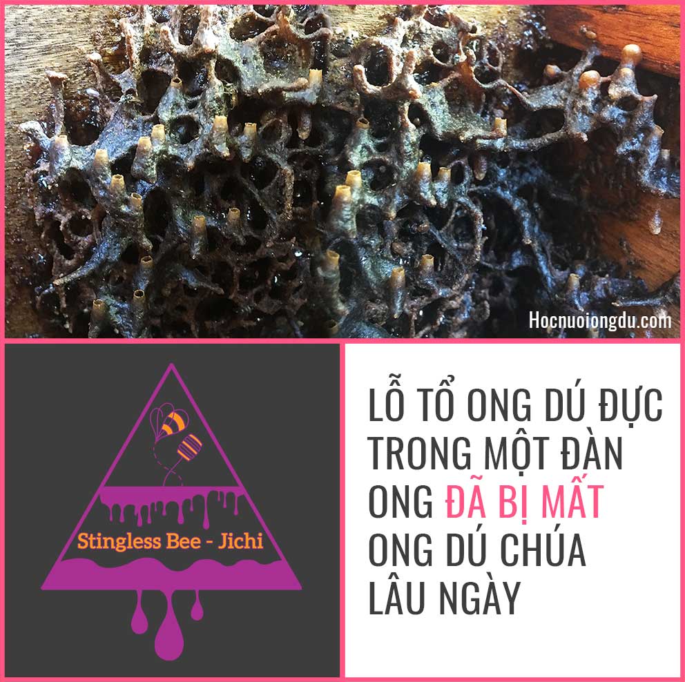 Lỗ tổ ong dú đực trong thùng ong dú, stingless bees