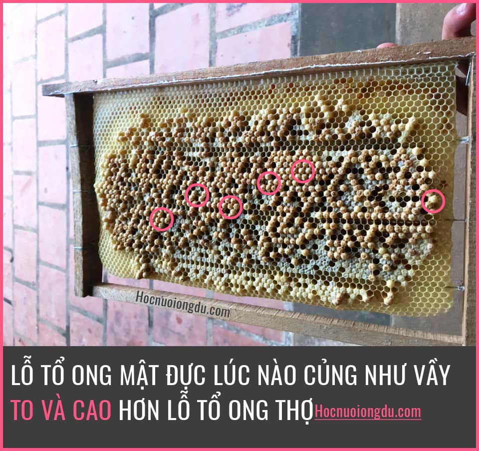 Lỗ tổ ong đực trên khung cầu nuôi ong mật