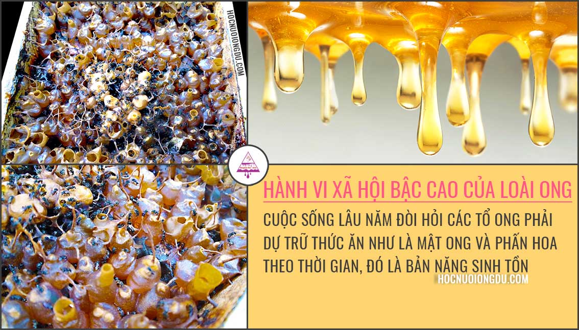 Mật ong dú, các lỗ tổ chứa mật ong dú nguyên chất