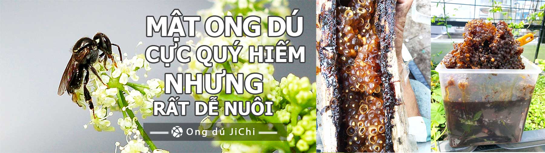 mật ong dú cực kỳ quý hiếm