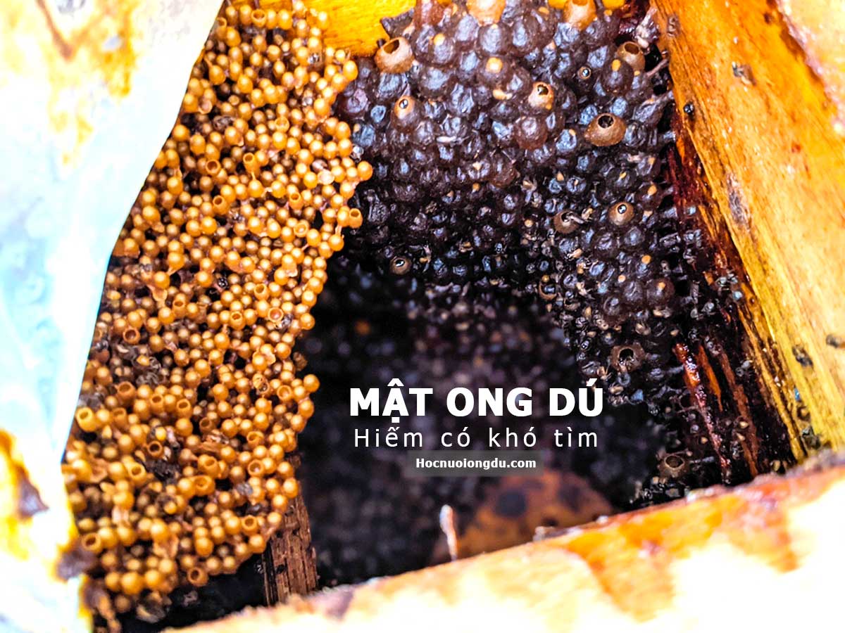 mật ong dú rất đắc đỏ và khó tìm