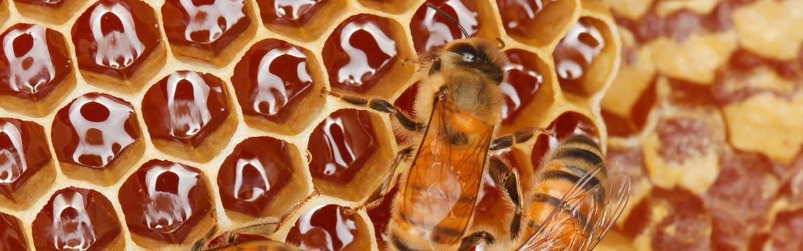 ong mật dang luyện Mật ong nguyên chất