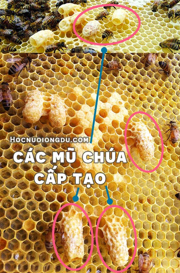 mũ chúa cấp tạo, tập tính của ong