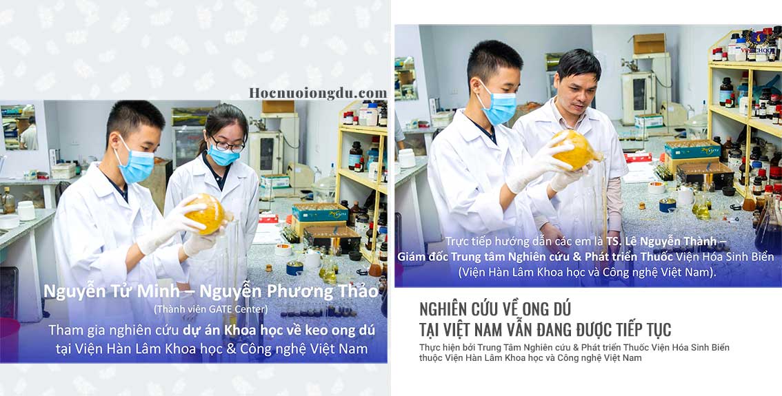 Nghiên cứu keo ong dú và tìm hiểu về con ong dú