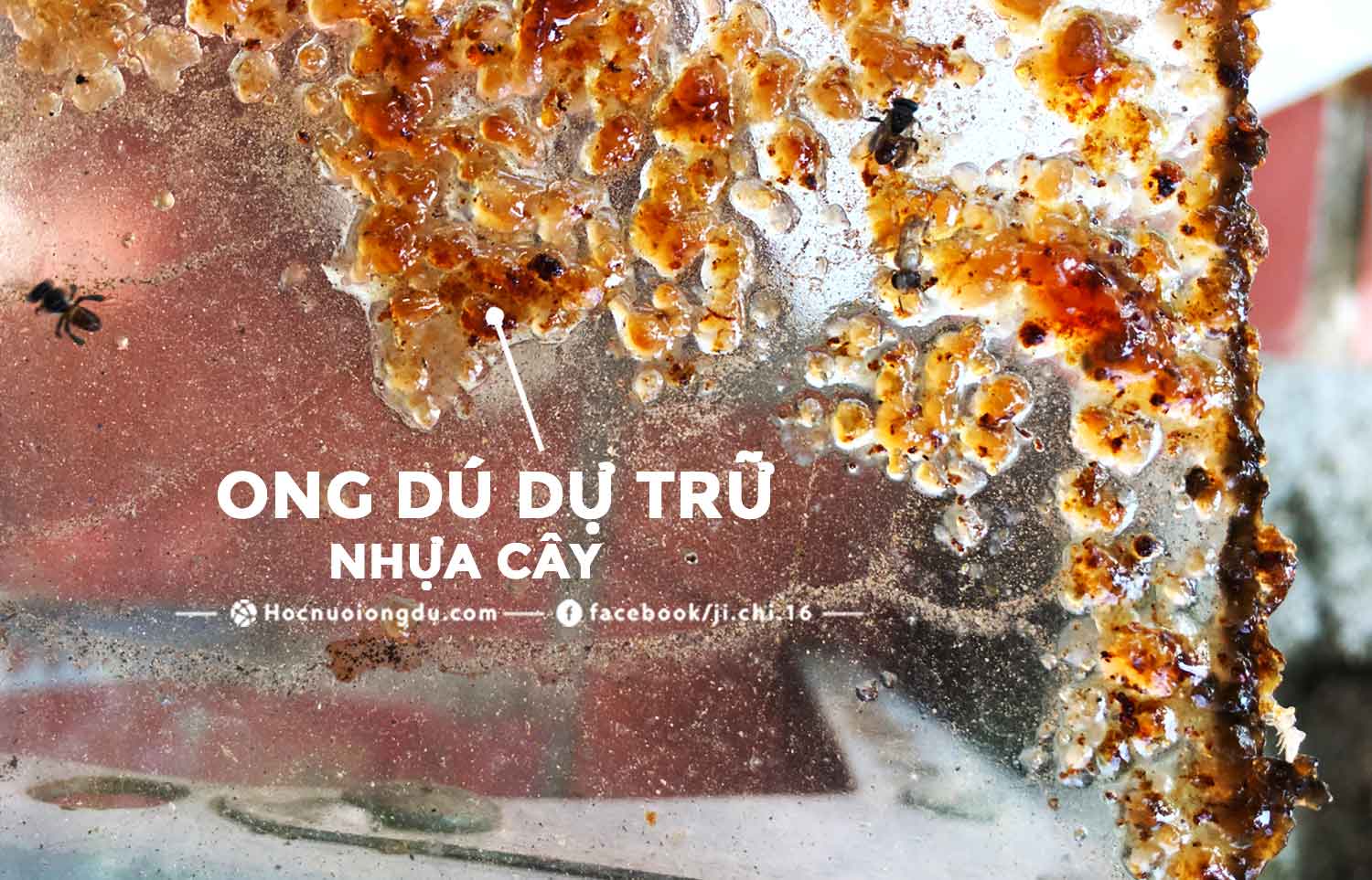 nhựa cây và keo ong được dự trữ bởi ong không ngòi đốt trong tổ