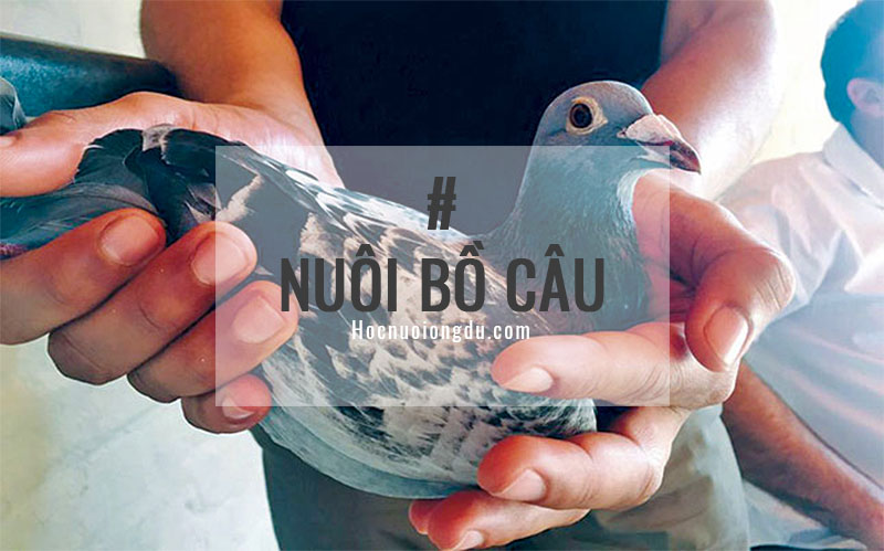 nuôi con gì có giá trị kinh tế cao