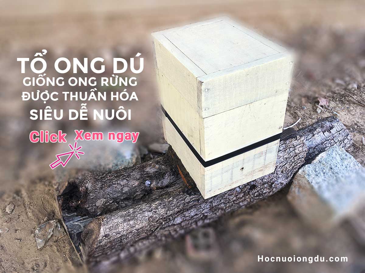 nuôi ong dú có lợi gì, lợi ích của việc nuôi ong dú