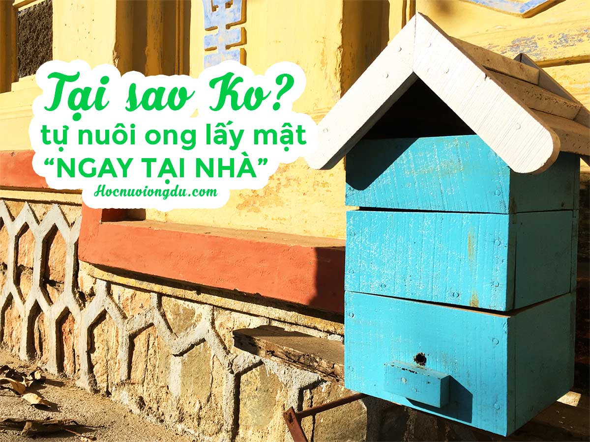 nuôi ong dú làm cảnh và phong thủy trong nhà, native bee hive