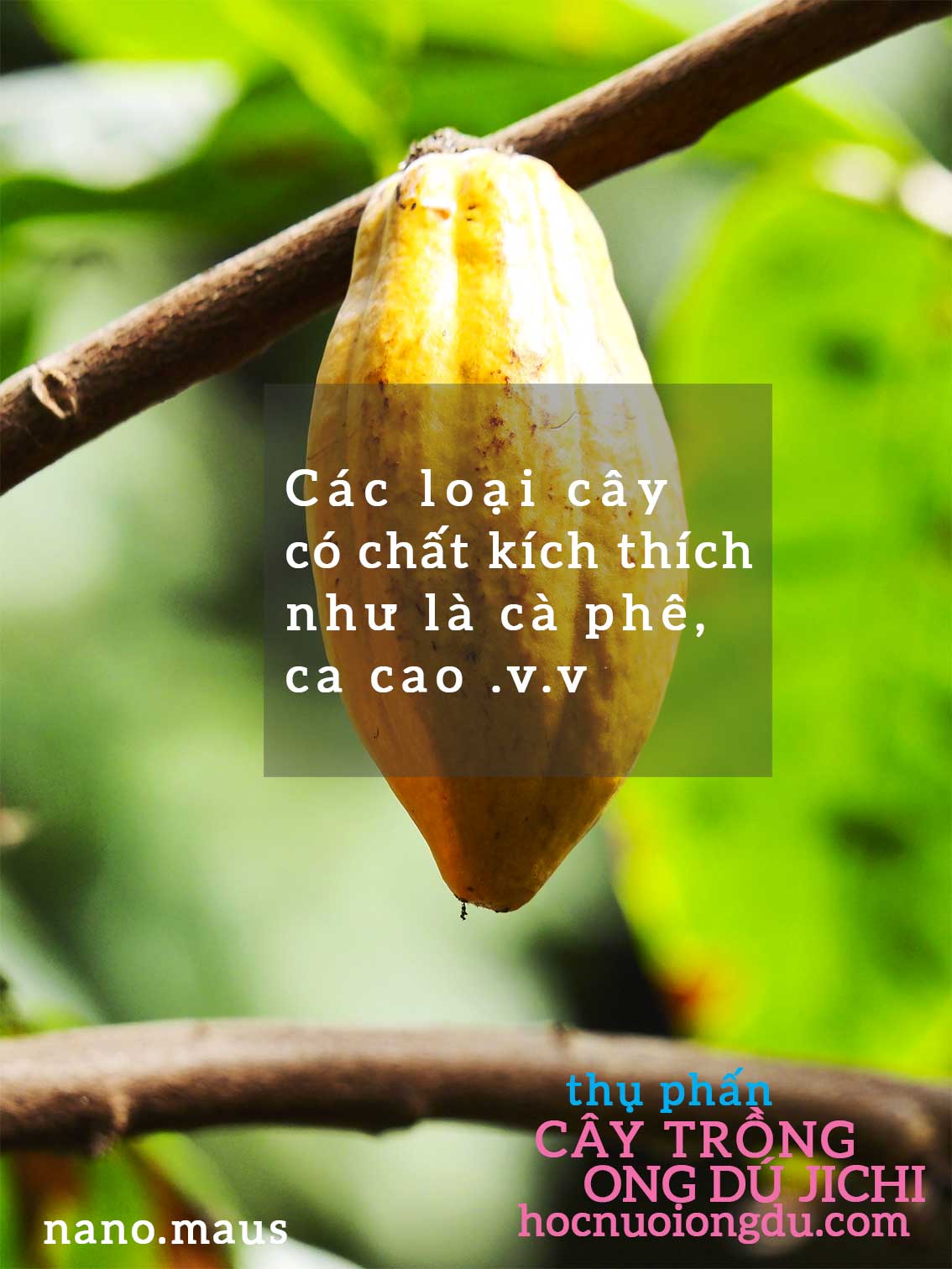 Nuôi ong dú thụ phấn cho cây cà phê và cacao