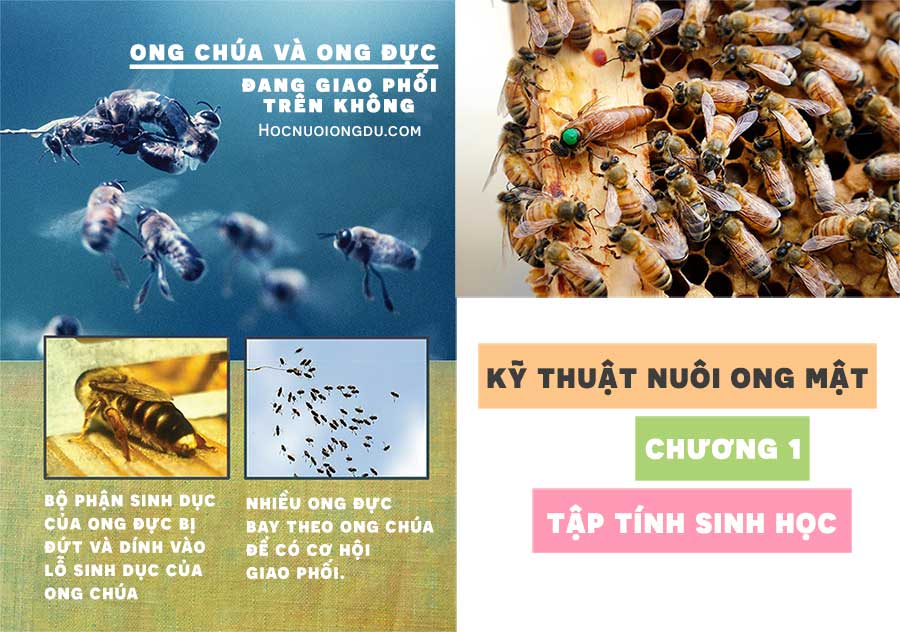 ong chúa giao phối trên không, hình ảnh ong chúa