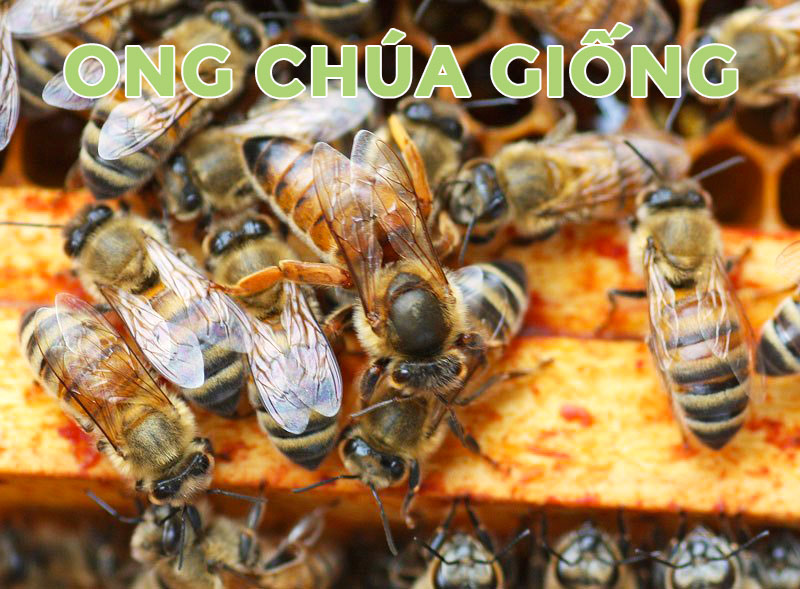 ong chúa giống, bán ong chúa giống