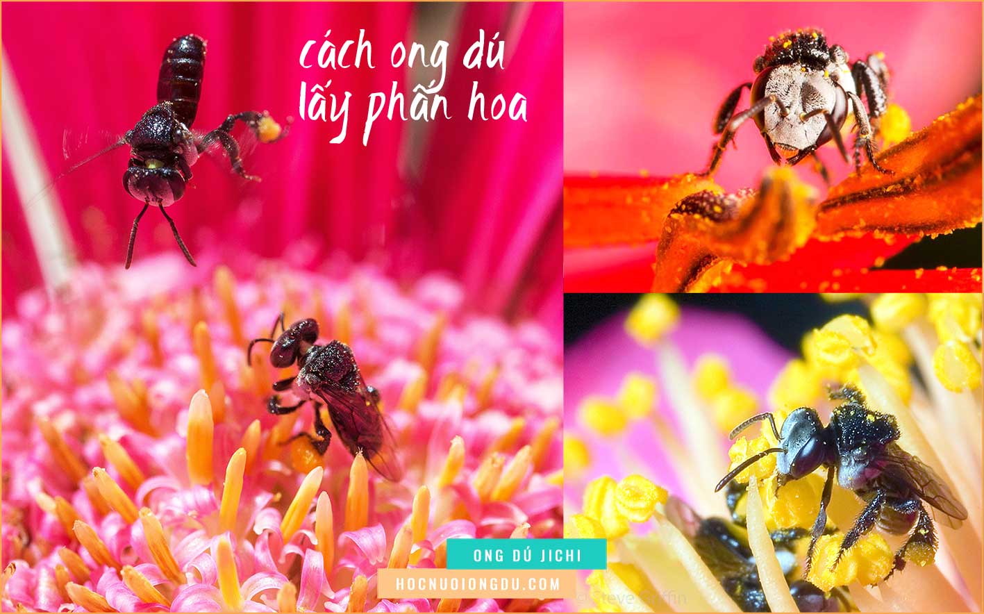 Ong dú ăn phấn hoa, tài liệu nuôi ong dú