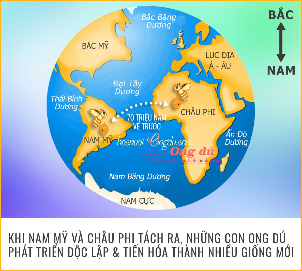 ong dú di cư từ châu phi sang nam mỹ, vòng đời ong dú