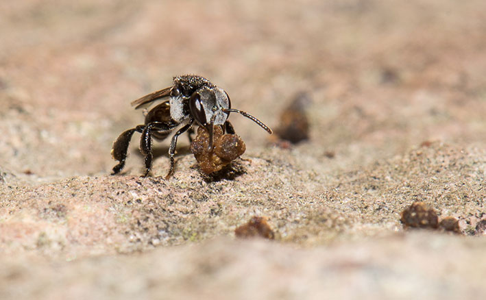 hình ảnh con ong dú đang dọn vệ sinh tổ của nó