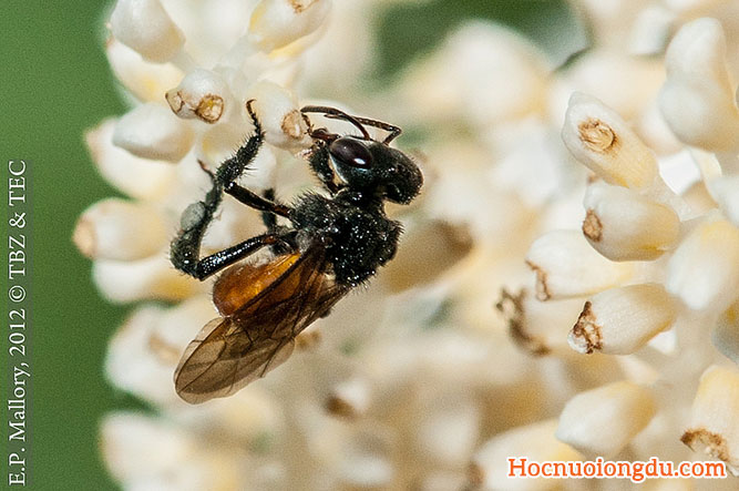 hình ong dú đang tìm kiếm thức ăn trên một bông hoa