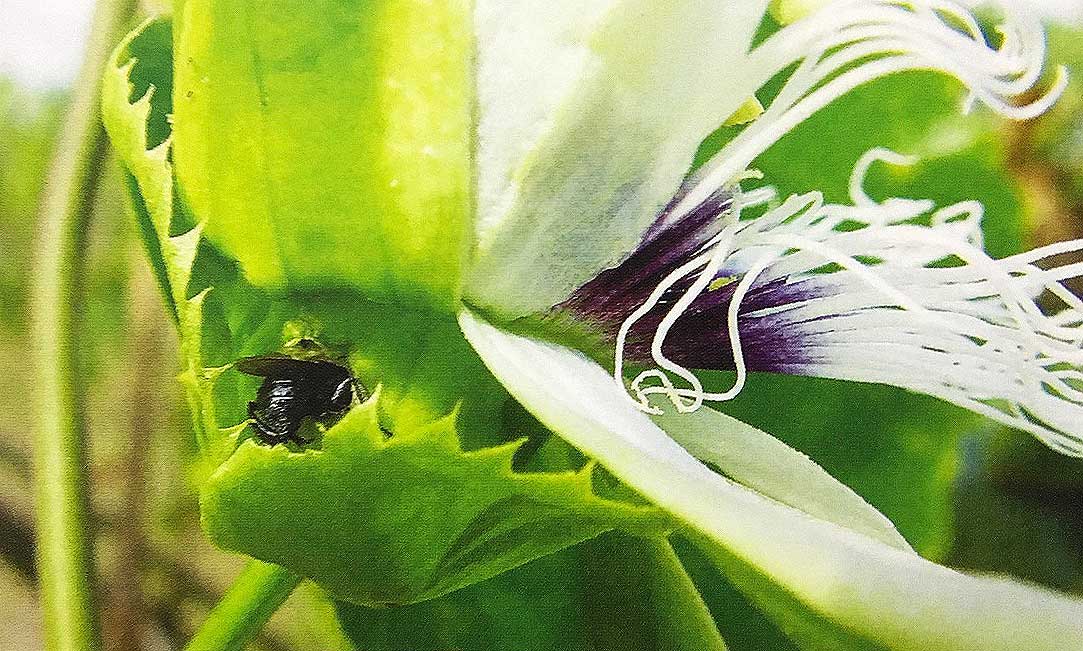 Ong không thụ phấn mà còn phá hại hoa màu