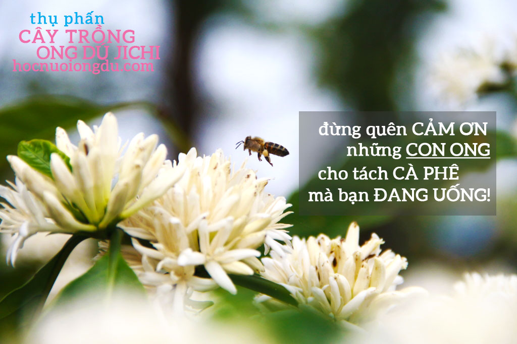 Ong mật là loài thụ phấn cho hoa quan trọng nhất