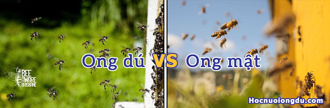 so sánh hiệu quả kinh tế giữa nghề nuôi ong mật và mô hình nuôi ong dú