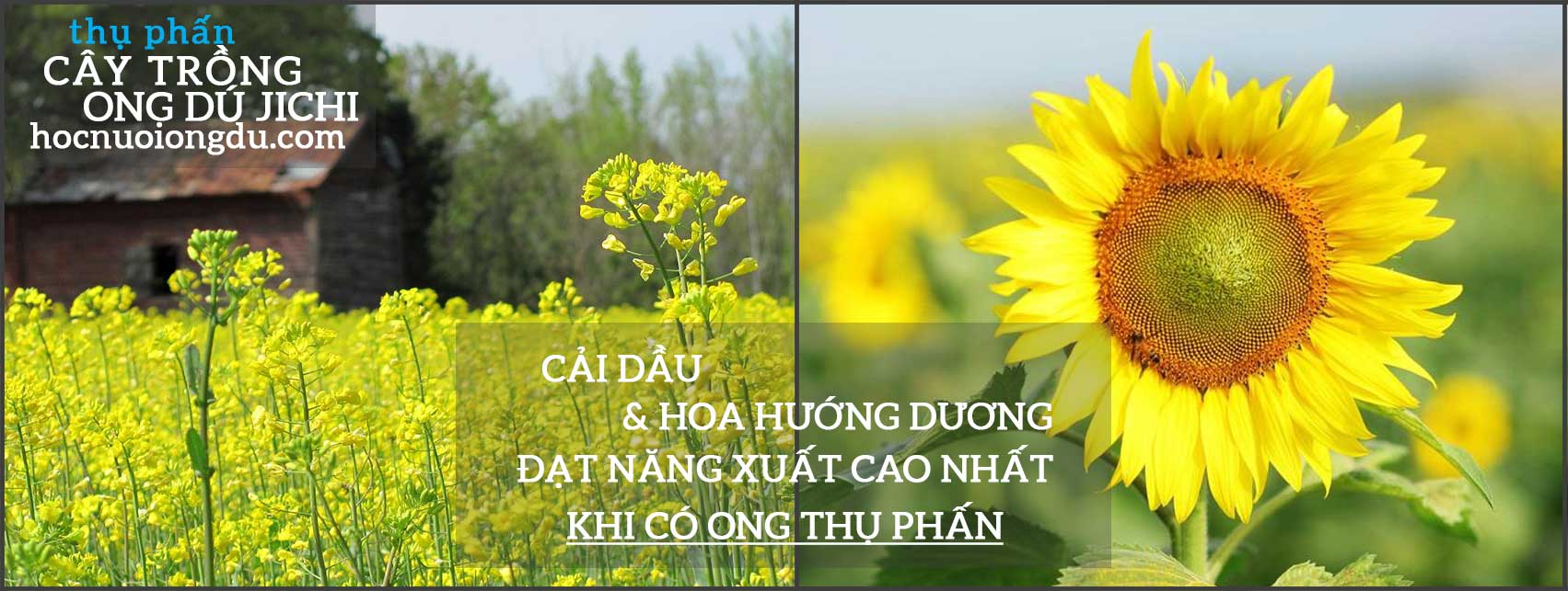 Khi có ong thụ phấn cho cây cải dầu và hoa hướng dương đạt năng suất cao nhất