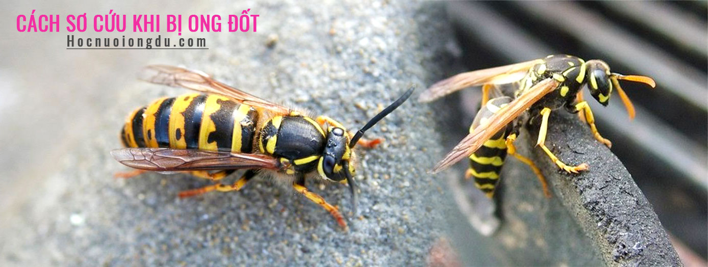 Hãy chuẩn bị cho tình huống khẩn cấp! Xem hình ảnh để biết cách sơ cứu khi bị ong chích. Hành động nhanh chóng và chính xác sẽ giúp bạn tránh được tình trạng nguy hiểm.