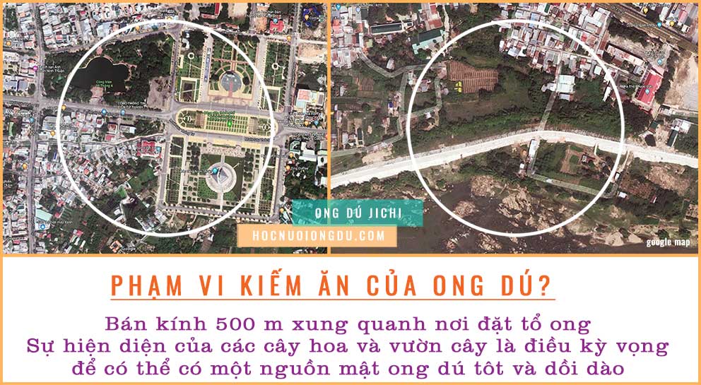 Tách đàn ong dú, phạm vị tìm thức ăn của ong dú