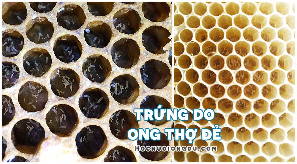 phân biệt trứng do ong thợ đẻ và ong chúa đẻ trứng