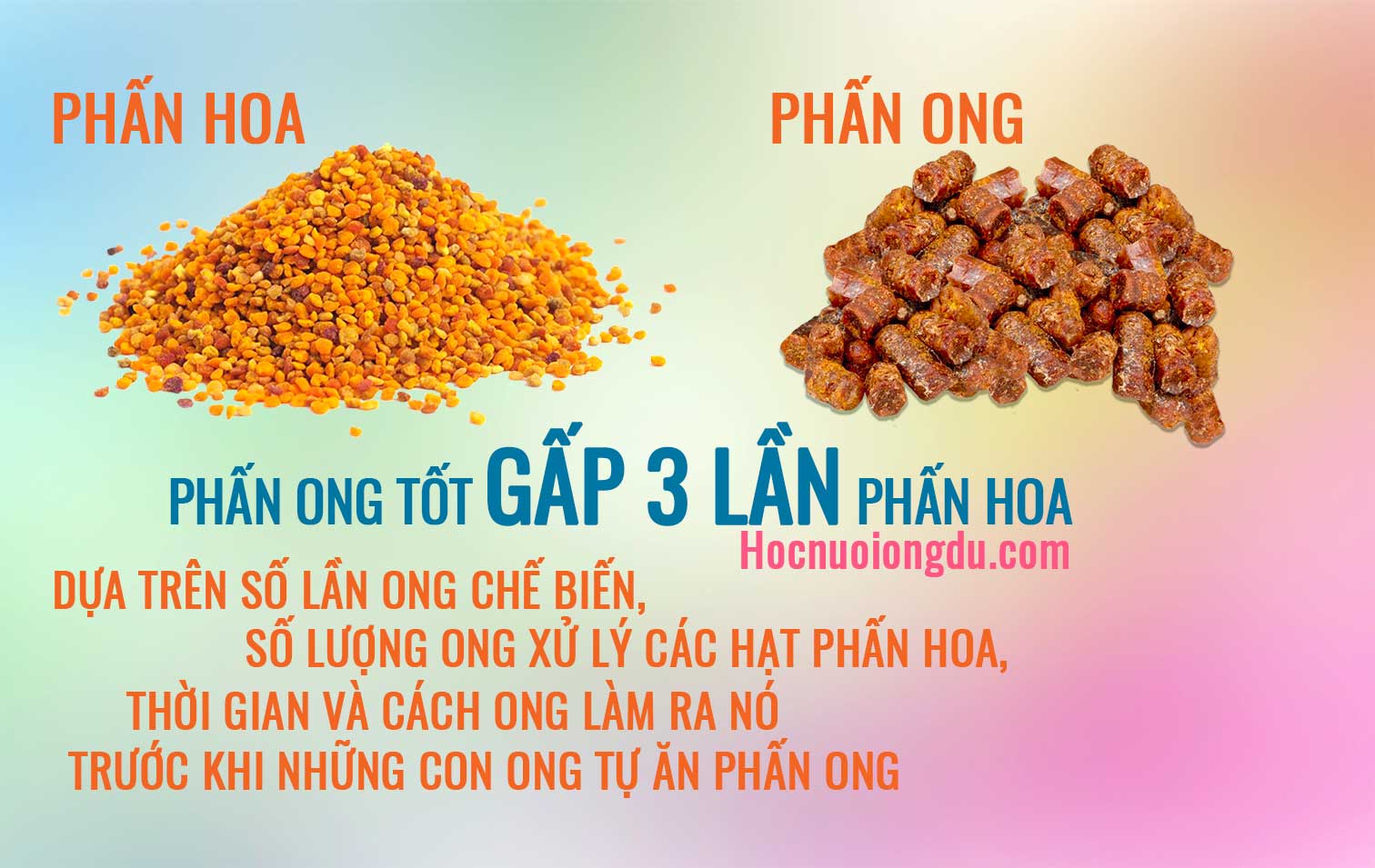 Phấn hoa lên men là loại phấn hoa tốt nhất cho sức khỏe